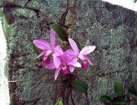 Орхидея в природе на деревьях