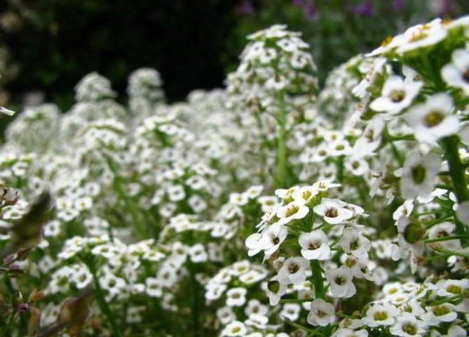 Растение с белыми цветами