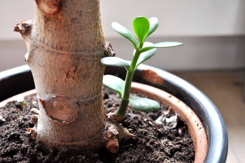 Вот как правильно посадить денежное дерево, чтобы в доме было благополучие!