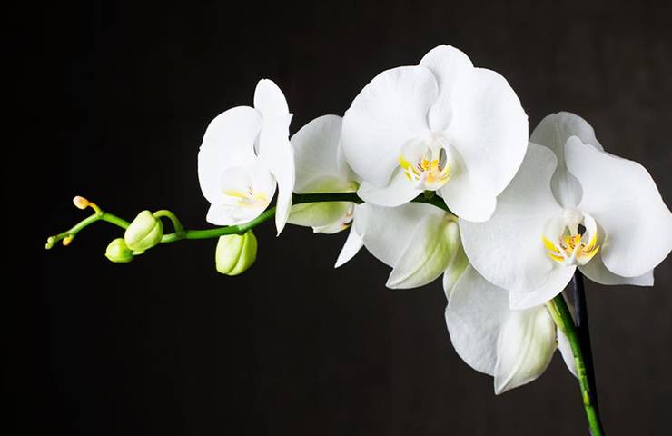 белая орхидея Фаленопсис