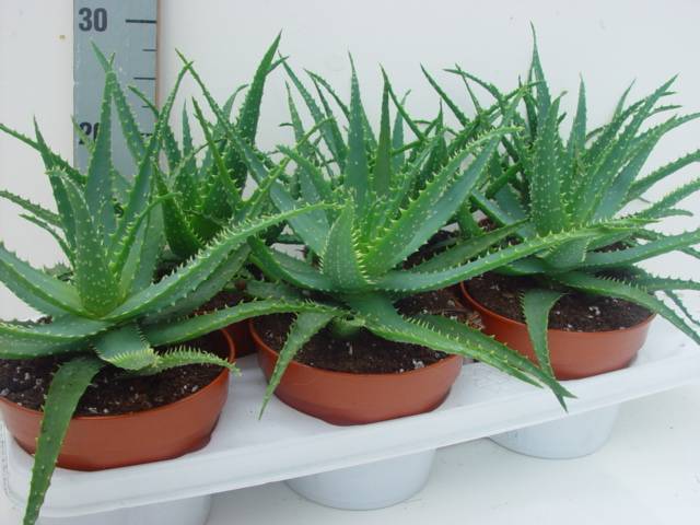 Aloe receptek a prosztatitisből