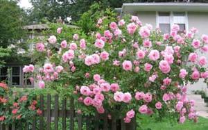 Изгородь из роз - это очень красиво