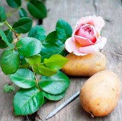 роза в картошке способ выращивания