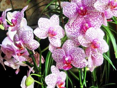 Дикая орхидея цветы