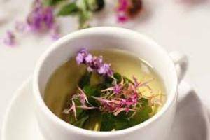 иван чай полезные свойства и противопоказания