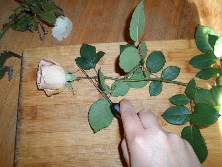 роза из букета