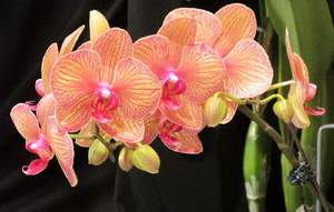 Орхидея Фаленопсис в домашних условиях