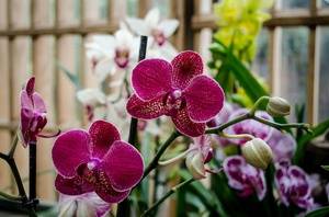 Здоровый цветок орхидеи