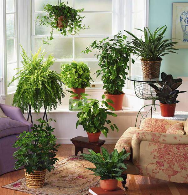 Комнатные растения какие можно держать дома