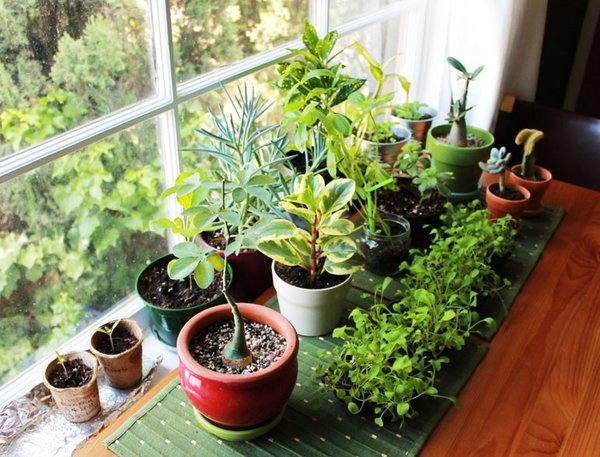 Комнатные растения какие можно держать дома