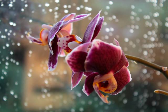 Завяла орхидея