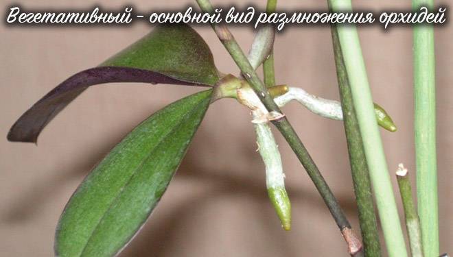 Вегетативное размножение орхидеи