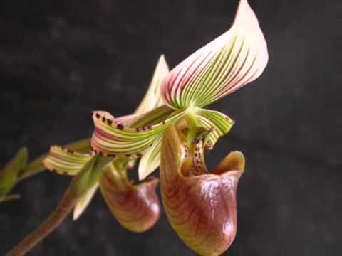 Орхидея башмачок уход в домашних условиях