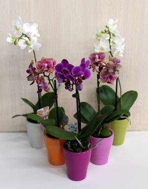 Мини-орхидея - это растение, которое не займет дома много места.