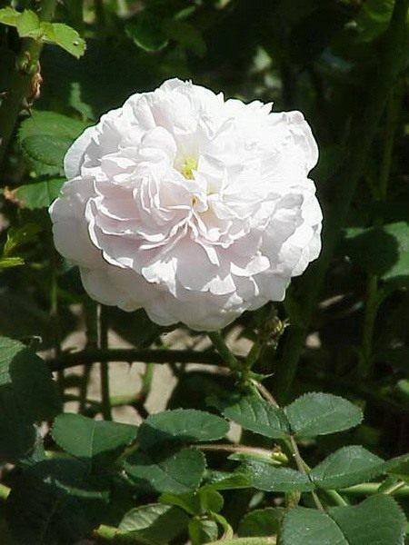 Парковая роза белая