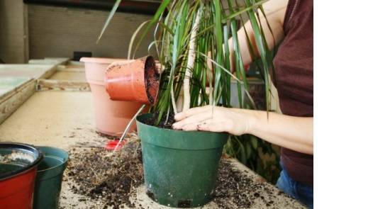 Как размножаются пальмы в домашних условиях