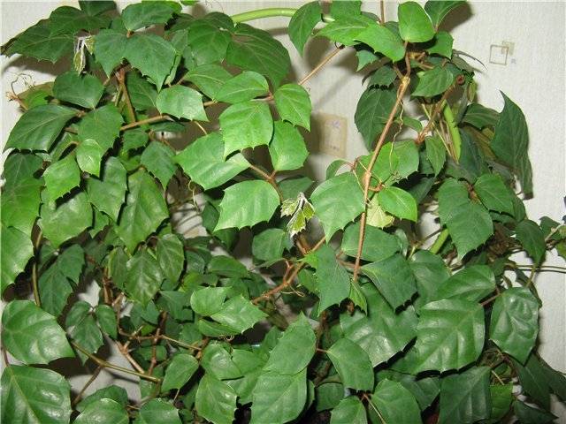 Березка - комнатное растение (роициссус)