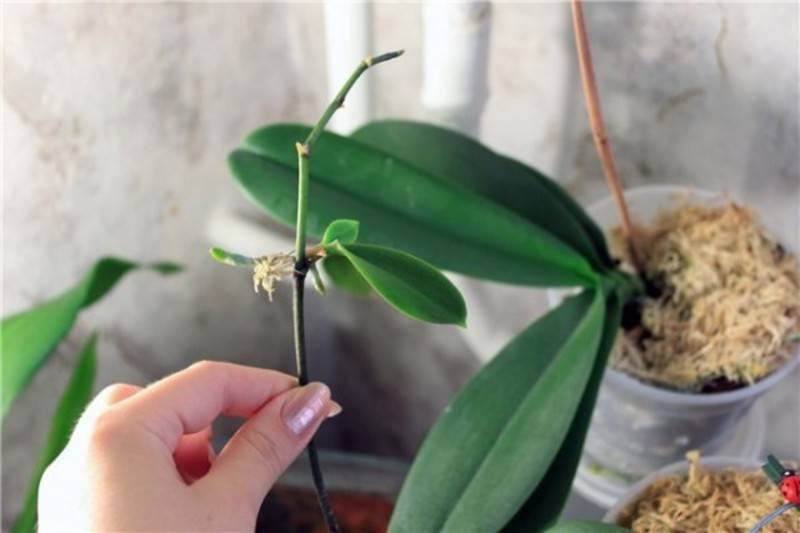 Как нарастить корни у отростка орхидеи