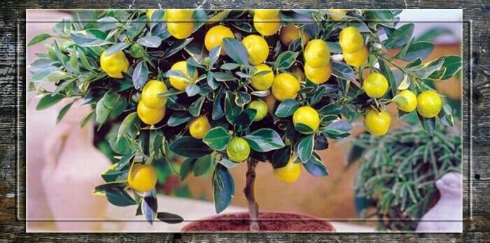 Удобрения для лимона в домашних условиях