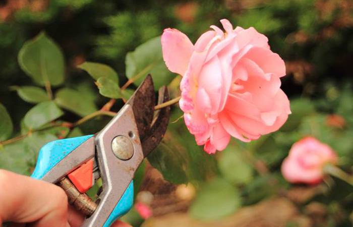 Как правильно обрезать домашнюю розу