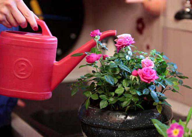 как поливать комнатную розу в домашних условиях