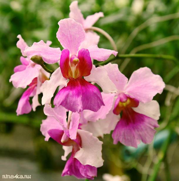 Ферма орхидей на Пхукете, орхидеи, тайская орхидея
