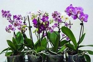 Подбор оптимального температурного режима для орхидеи