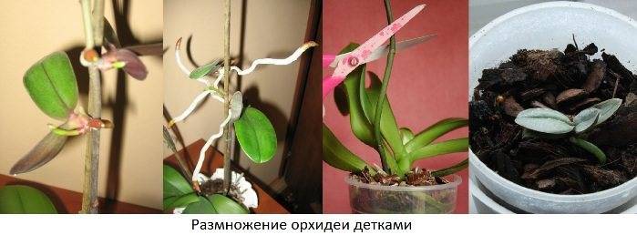 Размножение орхидеи