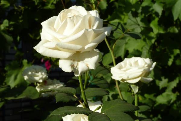 Белые розы - символ незапятнанной чистоты и девственной неприкосновенности