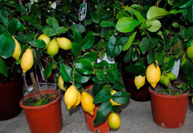 Болезни лимона: описание и лечение