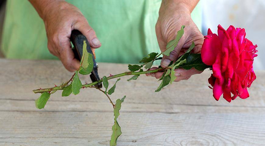 Как вырастить розу из букета