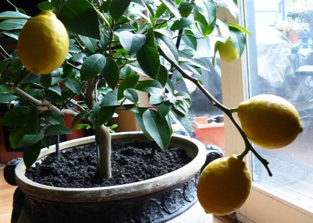 Когда лучше пересаживать лимон в домашних условиях