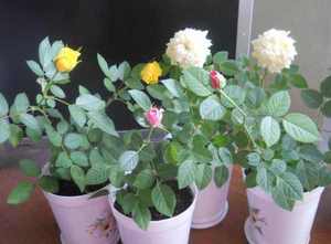 Выращивание комнатной розы в домашних условиях