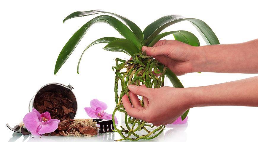 обработка орхидей янтарной кислотой