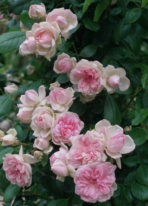 Розы флорибунда в саду