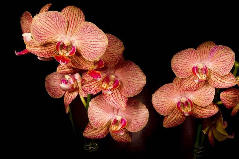 Почему у орхидеи опадают цветы и бутоны?