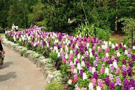 фиолетовые цветы в саду