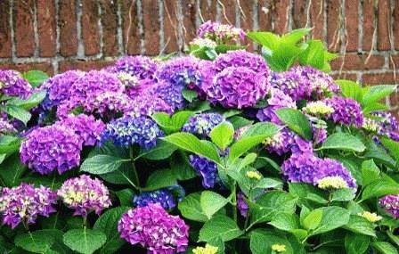 фиолетовые цветы в саду фото и названия