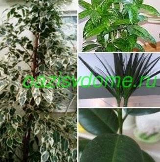Названия и фото декоративно-лиственных растений