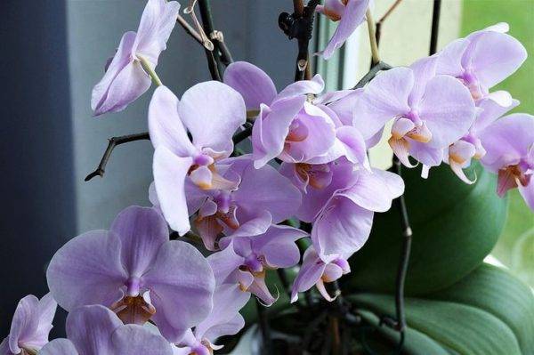 Орхидея отцвела что делать с цветоносом