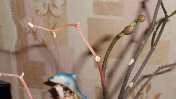 Орхидея отцвела что делать с цветоносом