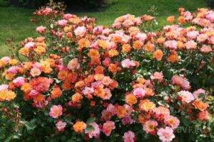 Спрей розы: сорта с фото и особенности выращивания