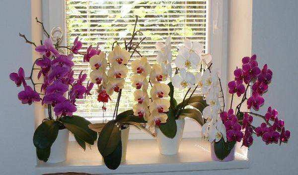 Уход за орхидеей в домашних условиях