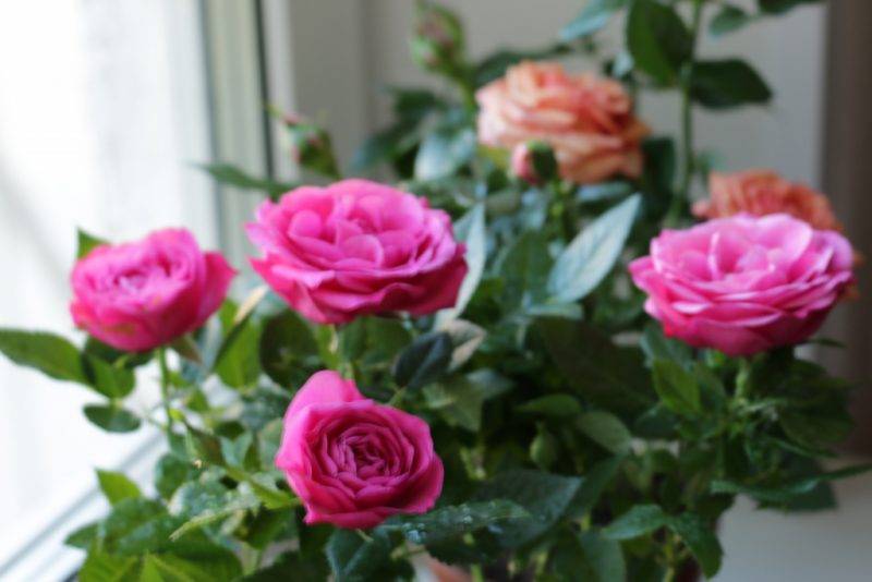 Розы посадка и уход в домашних условиях