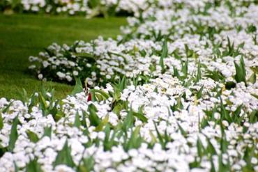 Белые цветы в саду - маргаритки