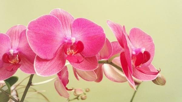 Разновидность орхидей