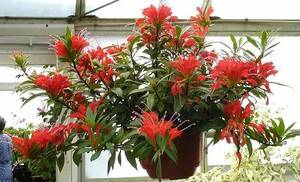 Эсхинантус - одно из самых красивых экзотических растений