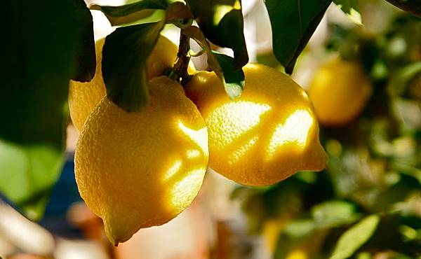 Формирование кроны лимона