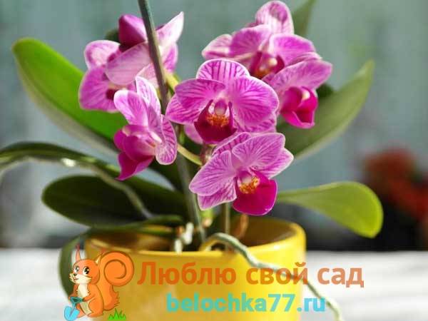 Когда орхидею нужно пересаживать?
