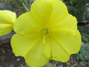 Цветок энотеры
